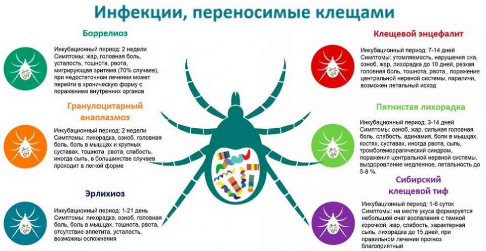 Что делать при укусе клеща: алгоритм действий.