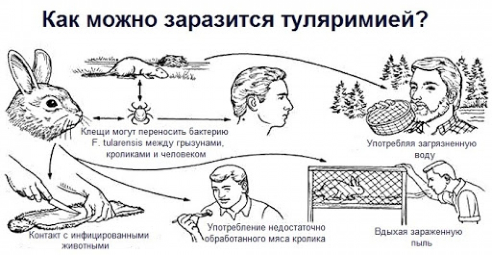 Туляремия картинки для презентации